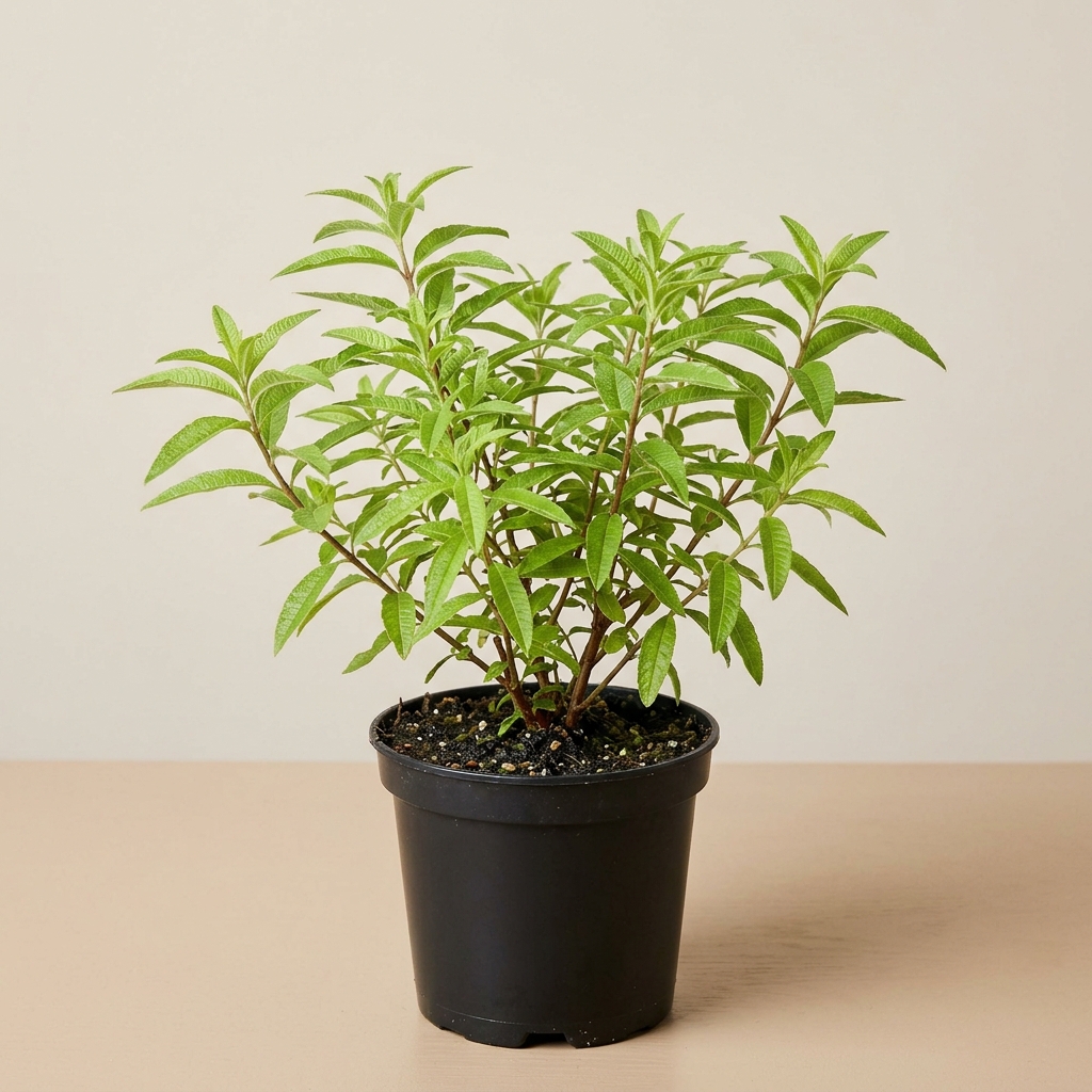 Cedrón · Lippia Citriodora