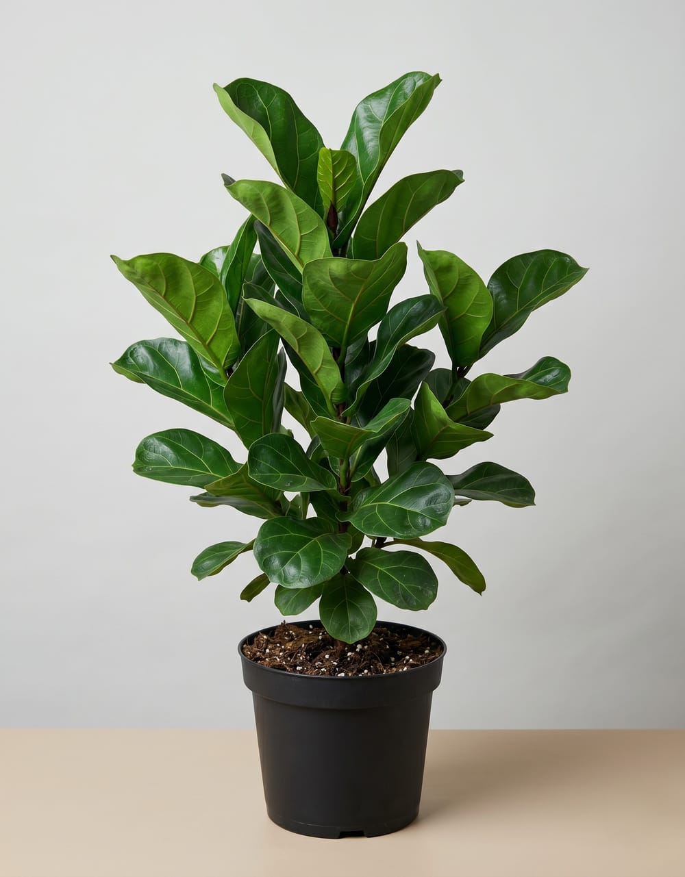 Ficus Lyrata