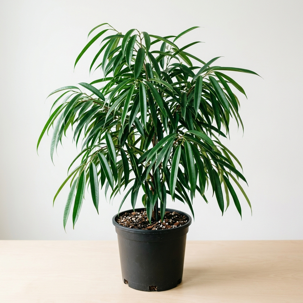 Ficus Alii · Ficus binnendijkii