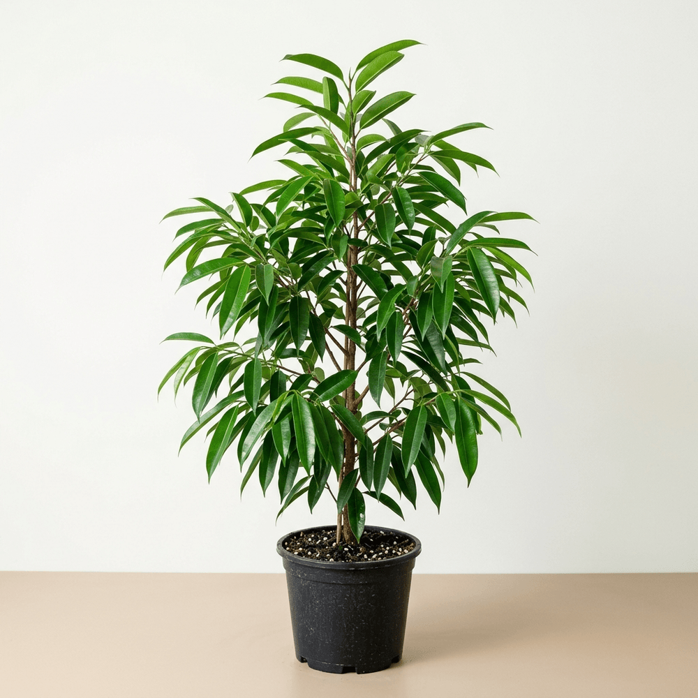 Ficus binnendijkii