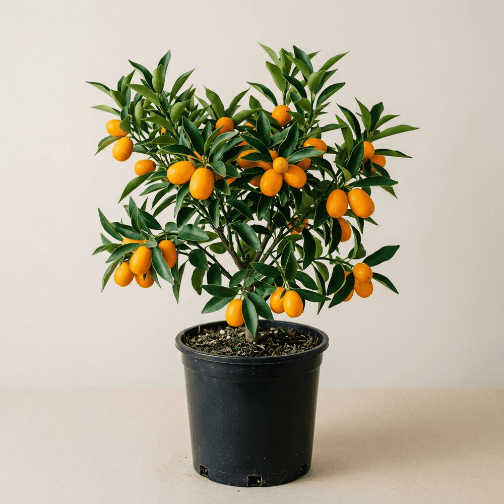Kumquat · Naranjo Enano