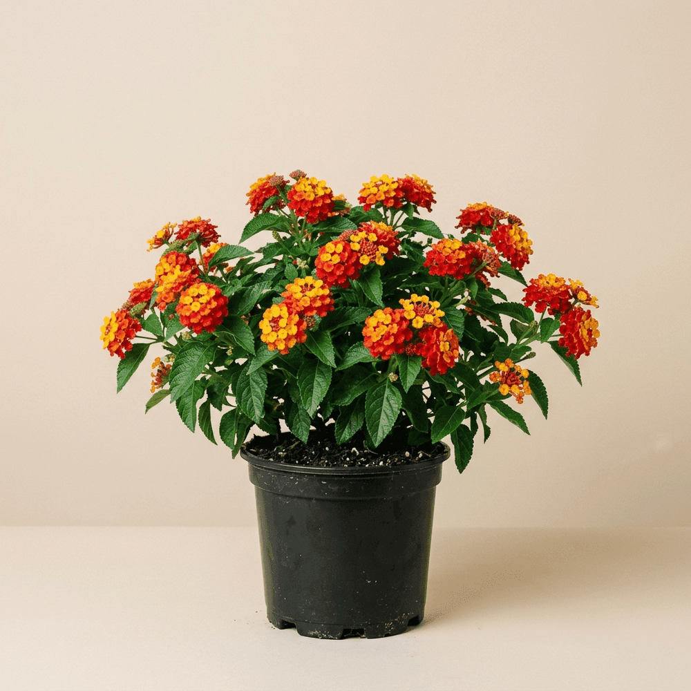 Lantana
