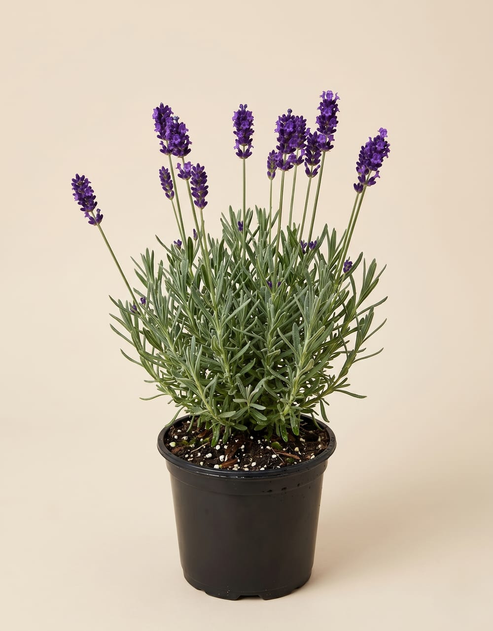 Lavanda