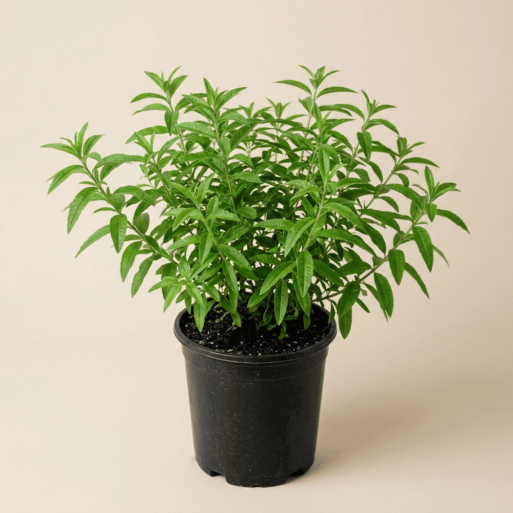 Cedrón · Lippia Citriodora