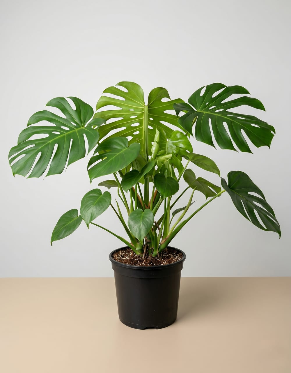 Monstera Deliciosa