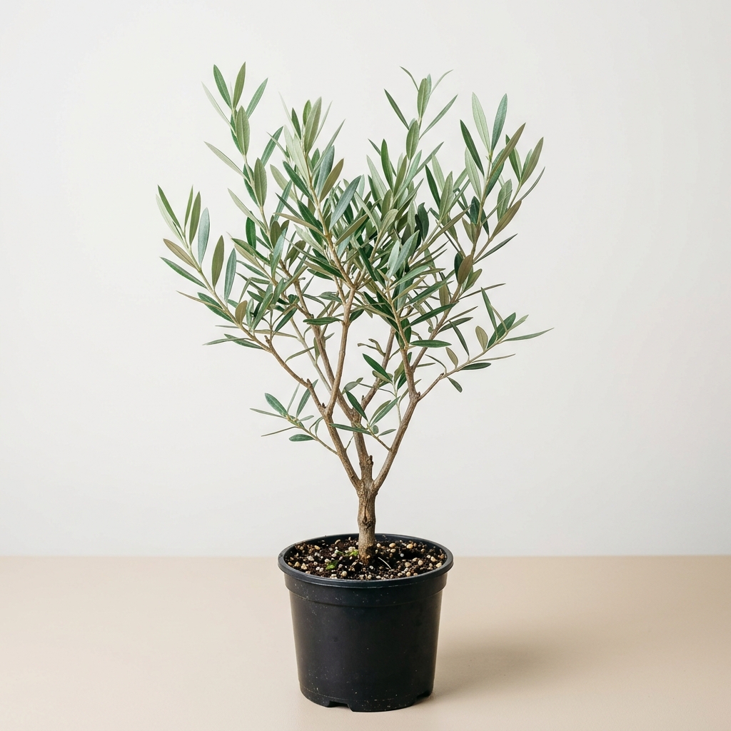 Olivo · Olea Europaea