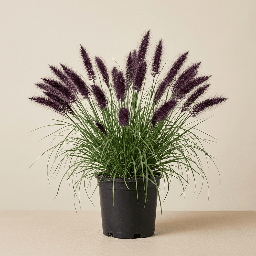 Pennisetum Alopecuroides