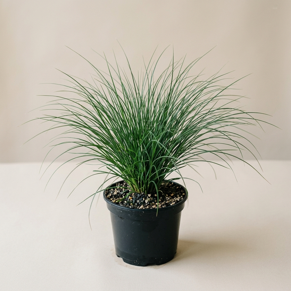 Pennisetum Alopecuroides