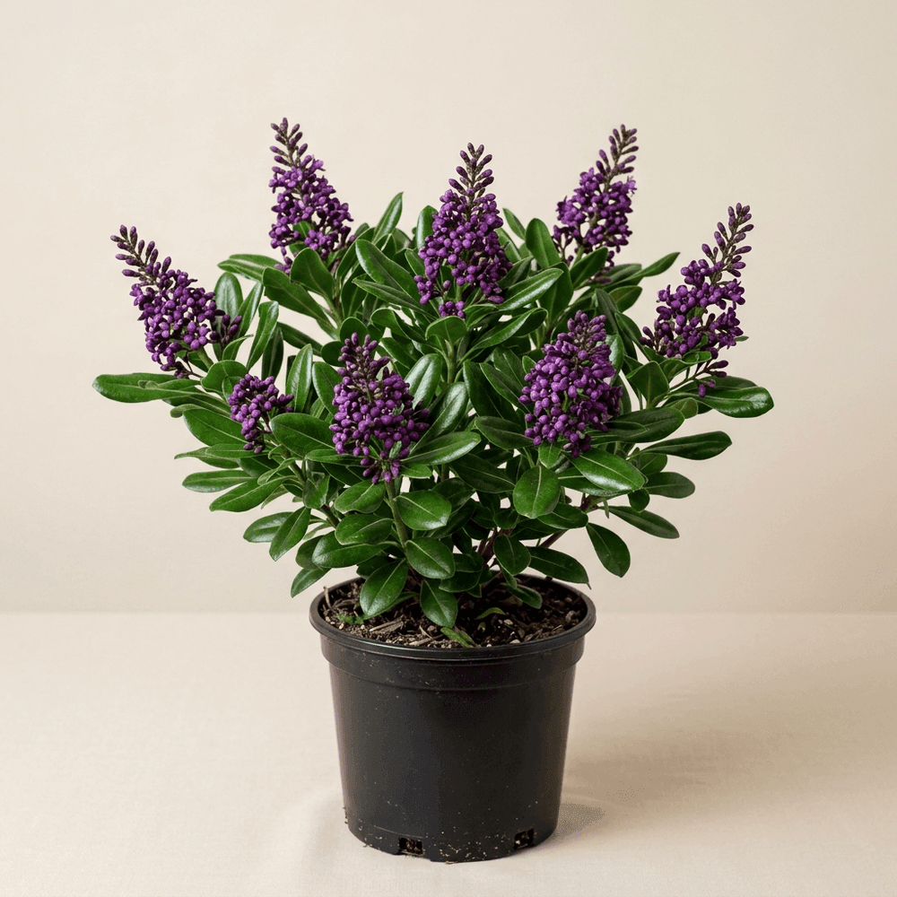 Pittosporum Tobira