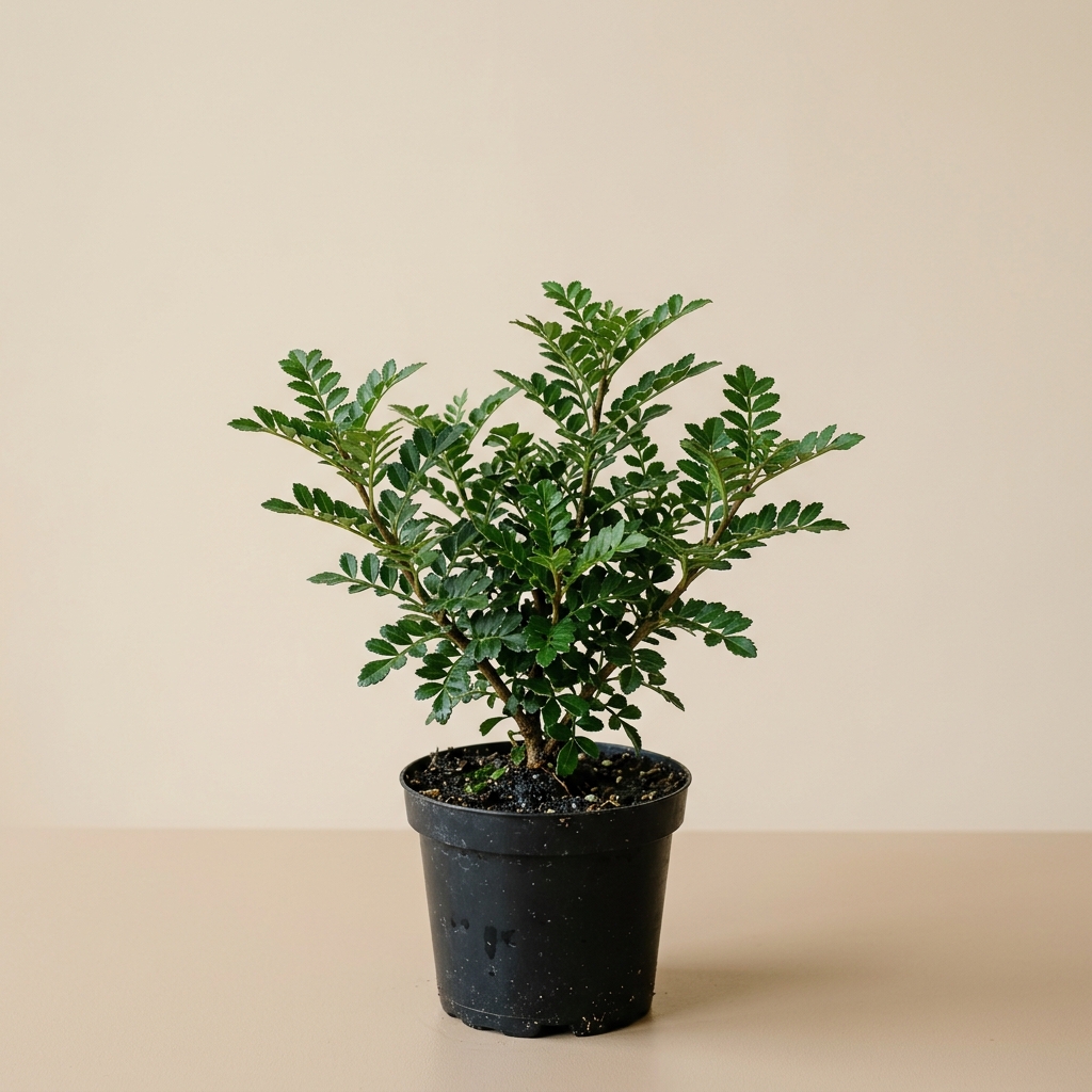 Rhus Crenata · Arbusto de Dunas