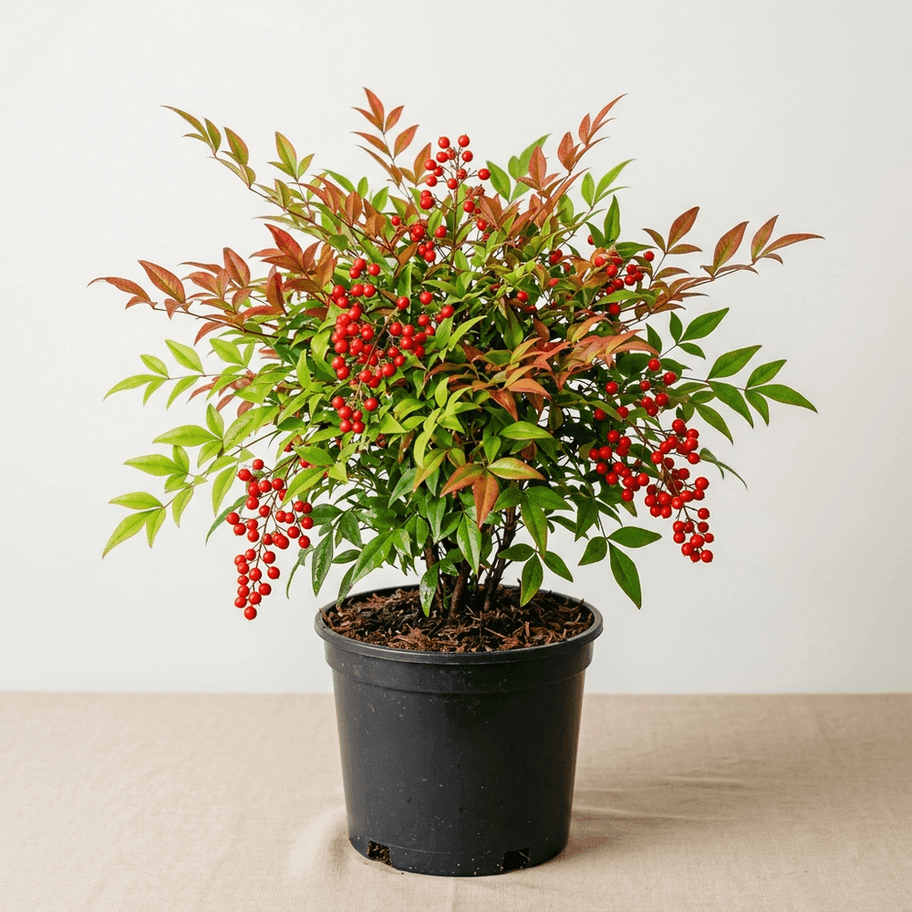 Bambú Sagrado · Nandina