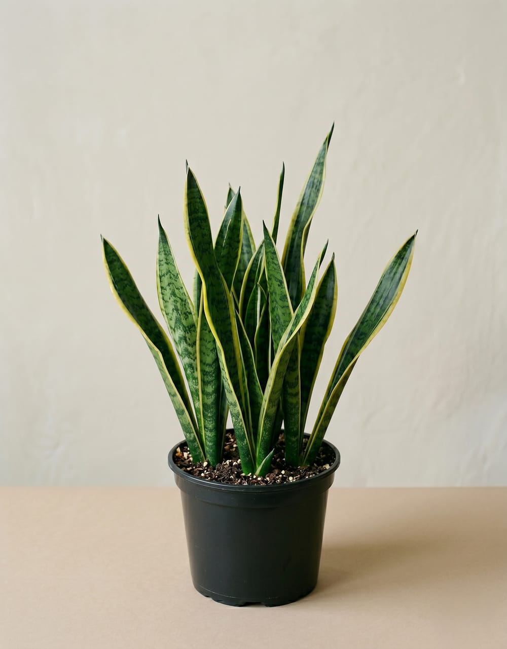 Sansevieria