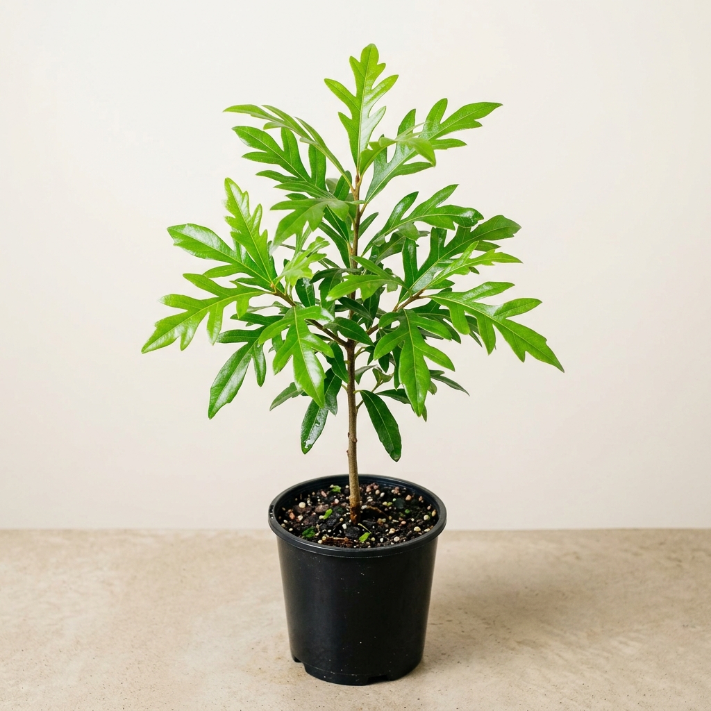 Stenocarpus · Rueda de Fuego