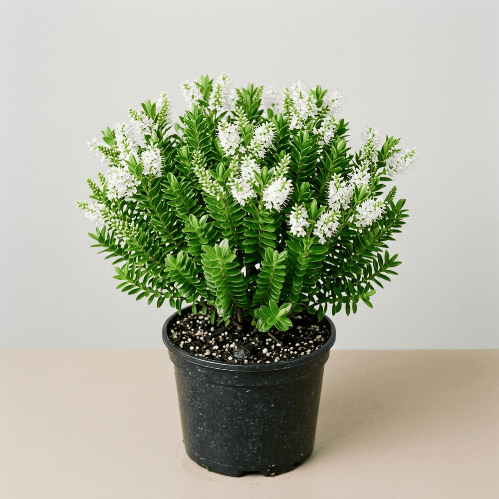 Verónica Buxifolia