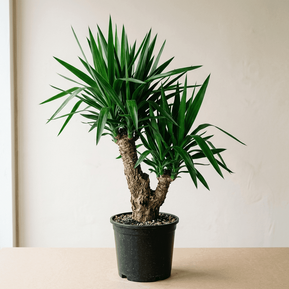 Yucca Pata de Elefante
