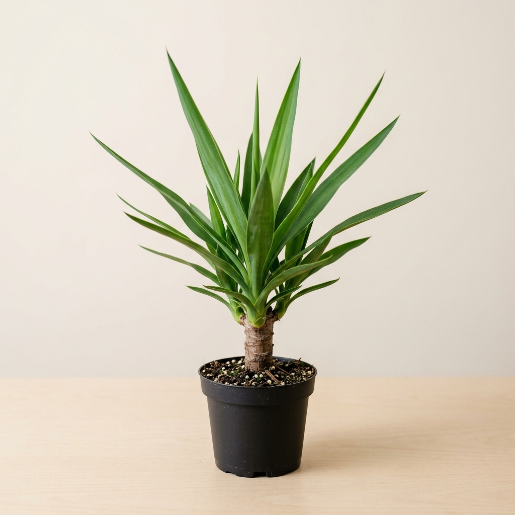Yucca Pata de Elefante